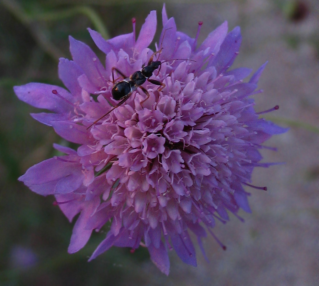 Nabidae: Himacerus (Aptus) mirmicoides (ninfa)
