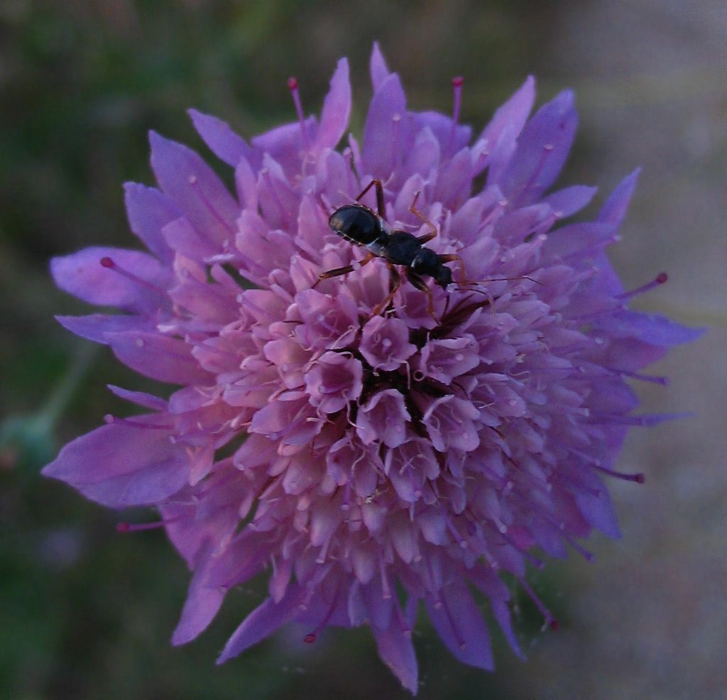 Nabidae: Himacerus (Aptus) mirmicoides (ninfa)