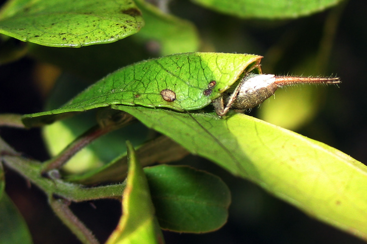 Arachnocephalus vestitus e Propylea quatordecimpunctata