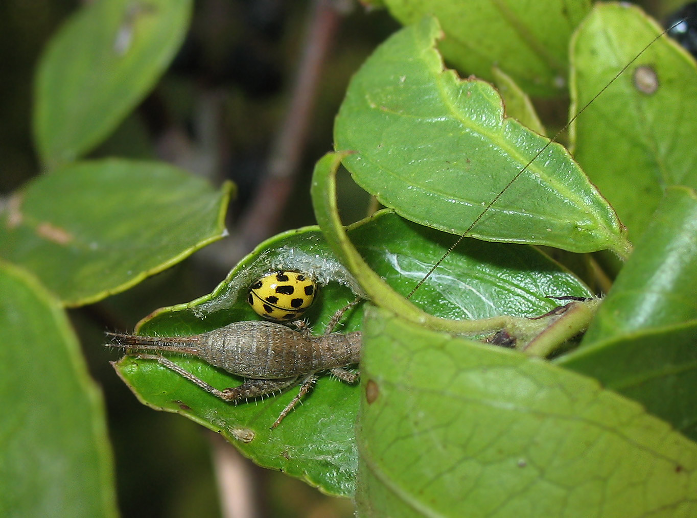 Arachnocephalus vestitus e Propylea quatordecimpunctata