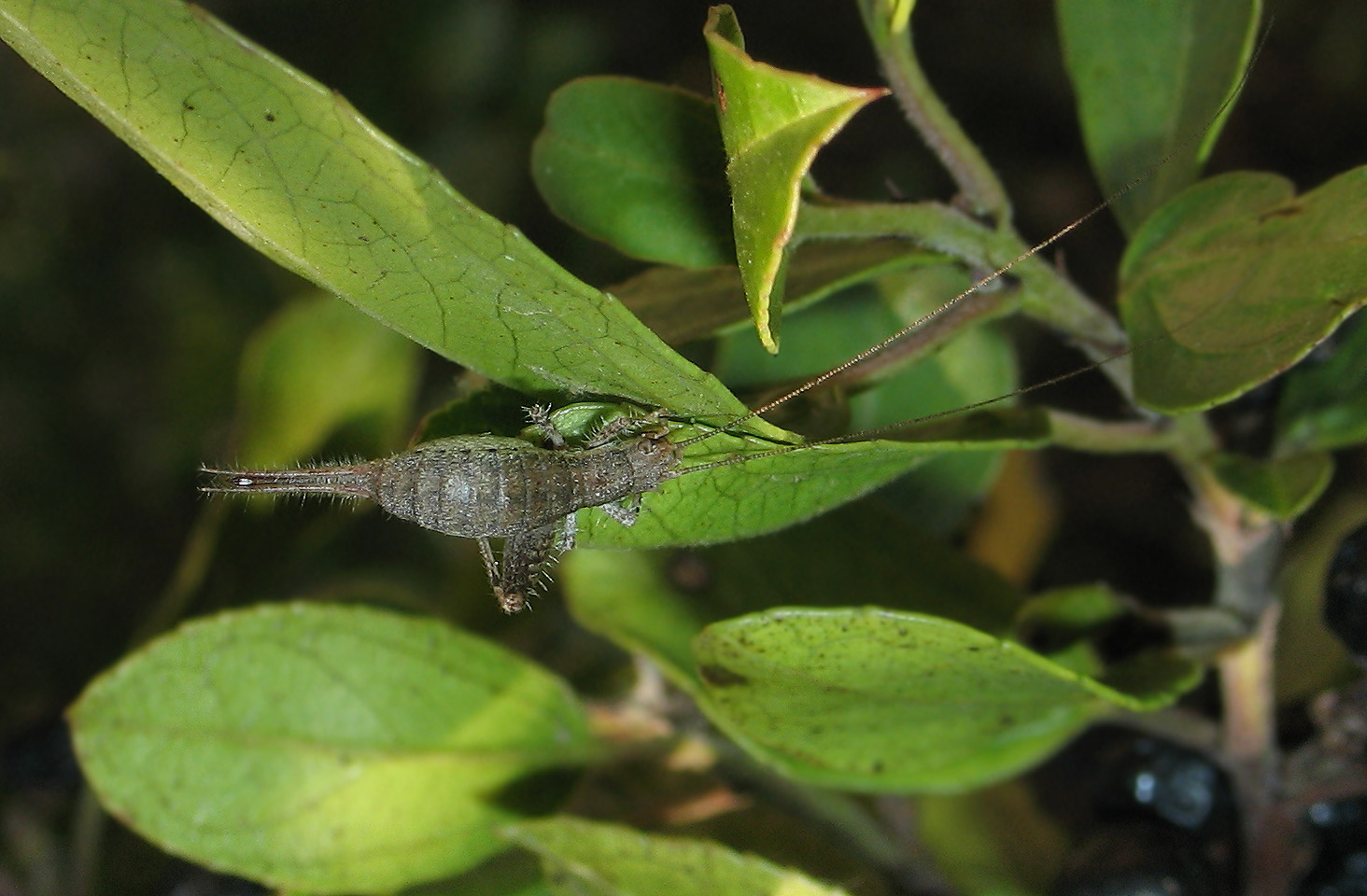 Arachnocephalus vestitus e Propylea quatordecimpunctata