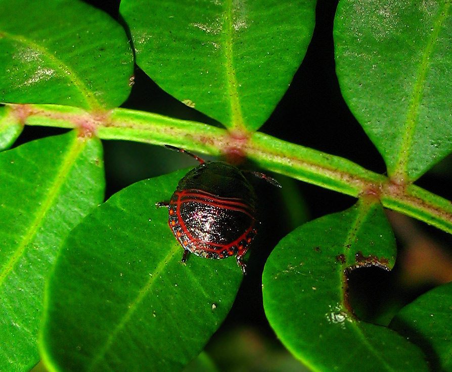 Piccoli Solenosthedium bilunatum crescono....