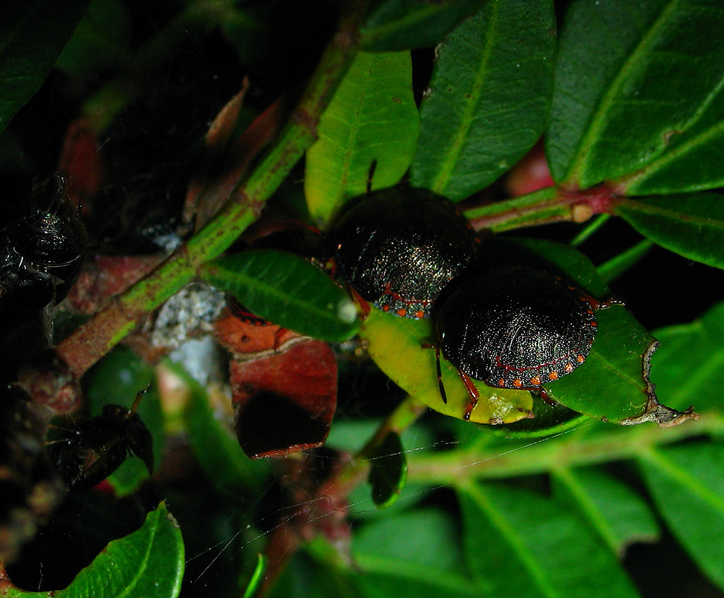 Piccoli Solenosthedium bilunatum crescono....