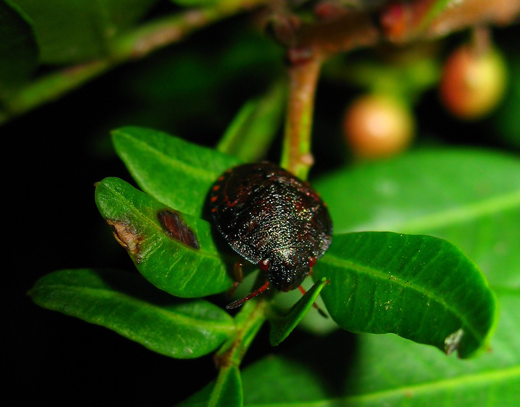 Piccoli Solenosthedium bilunatum crescono....