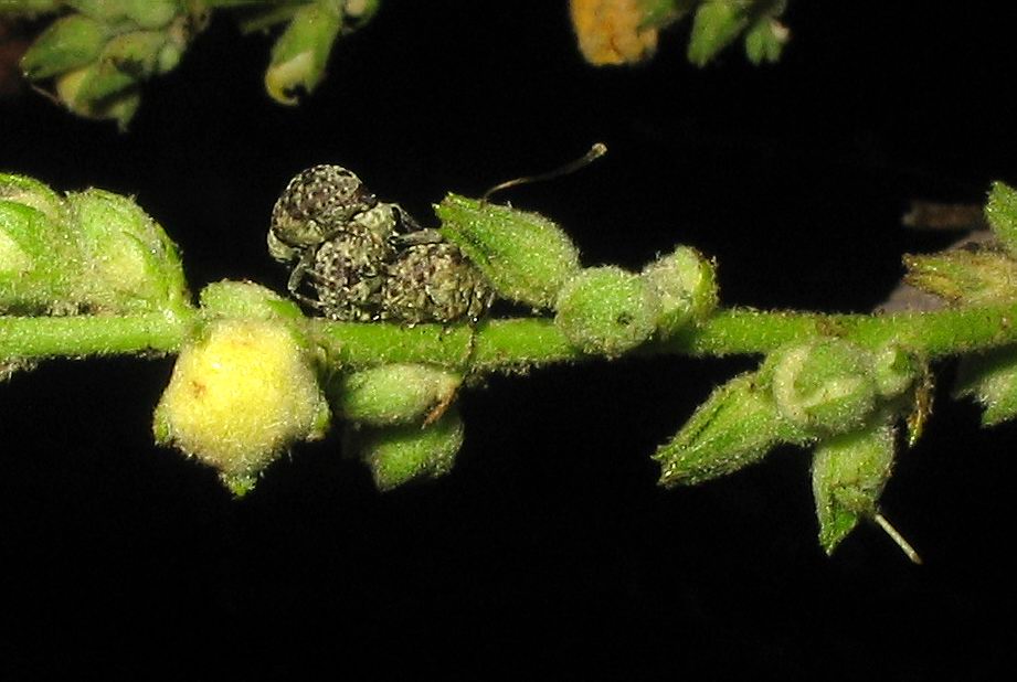 Curculionidae: Cionus olivieri?  S !