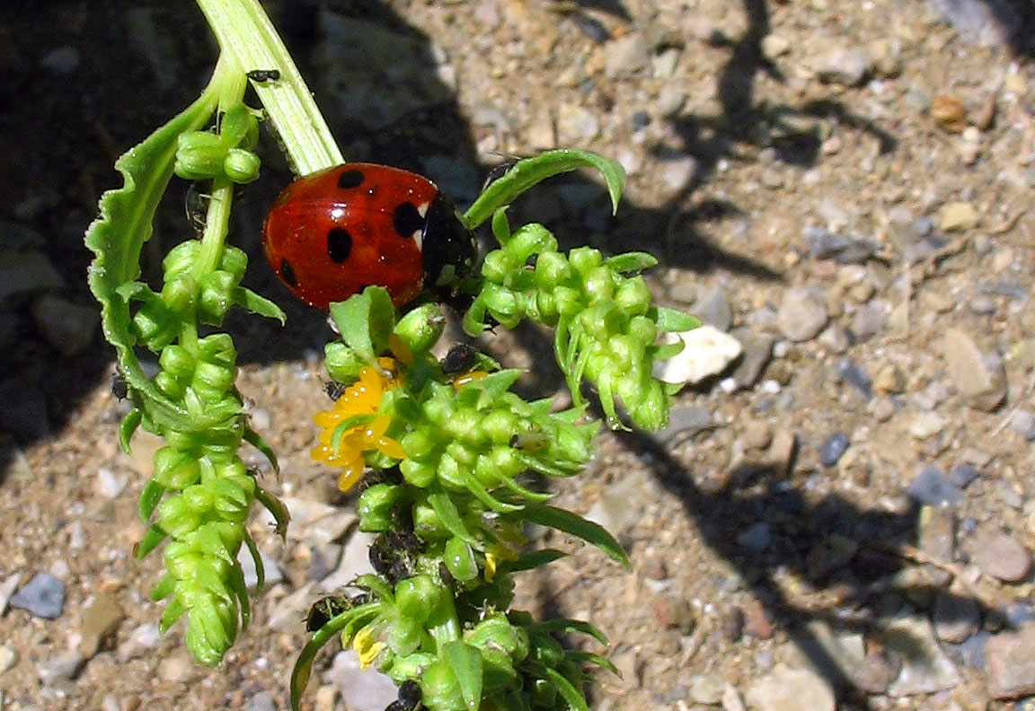 Coccinella septempunctata