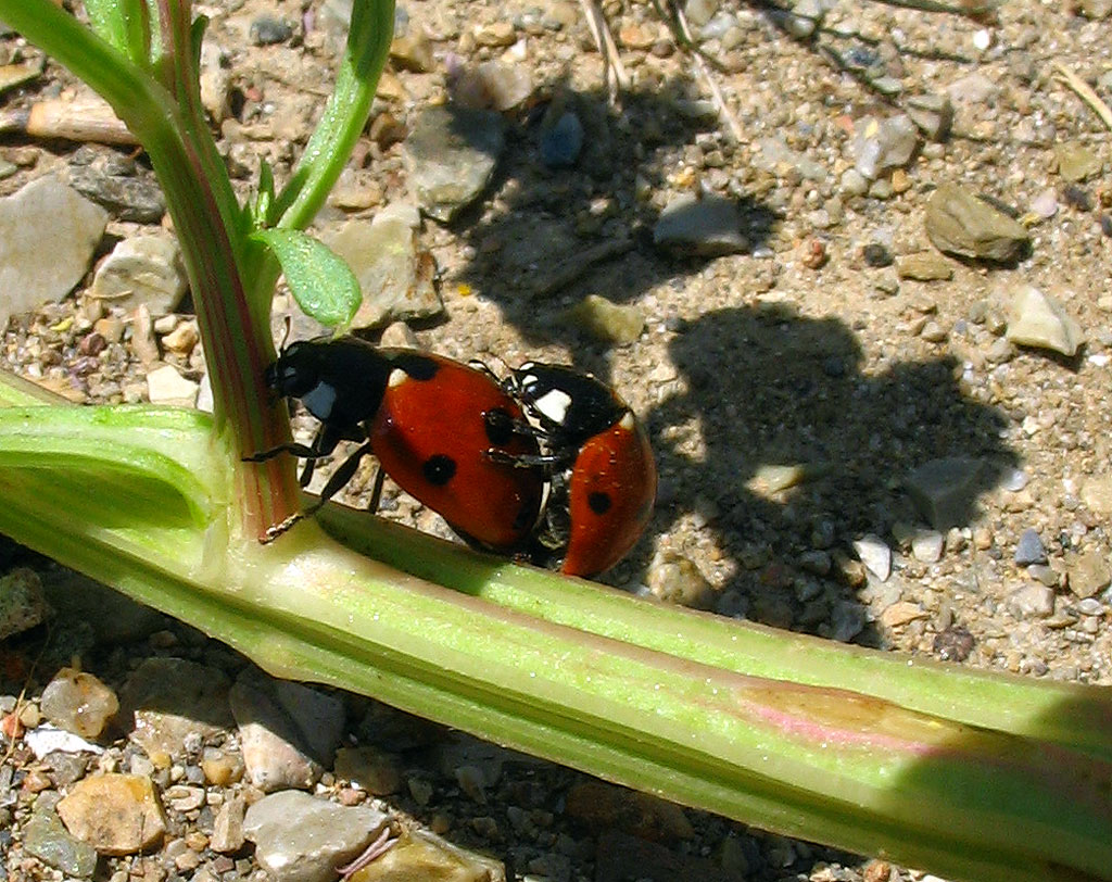 Coccinella septempunctata