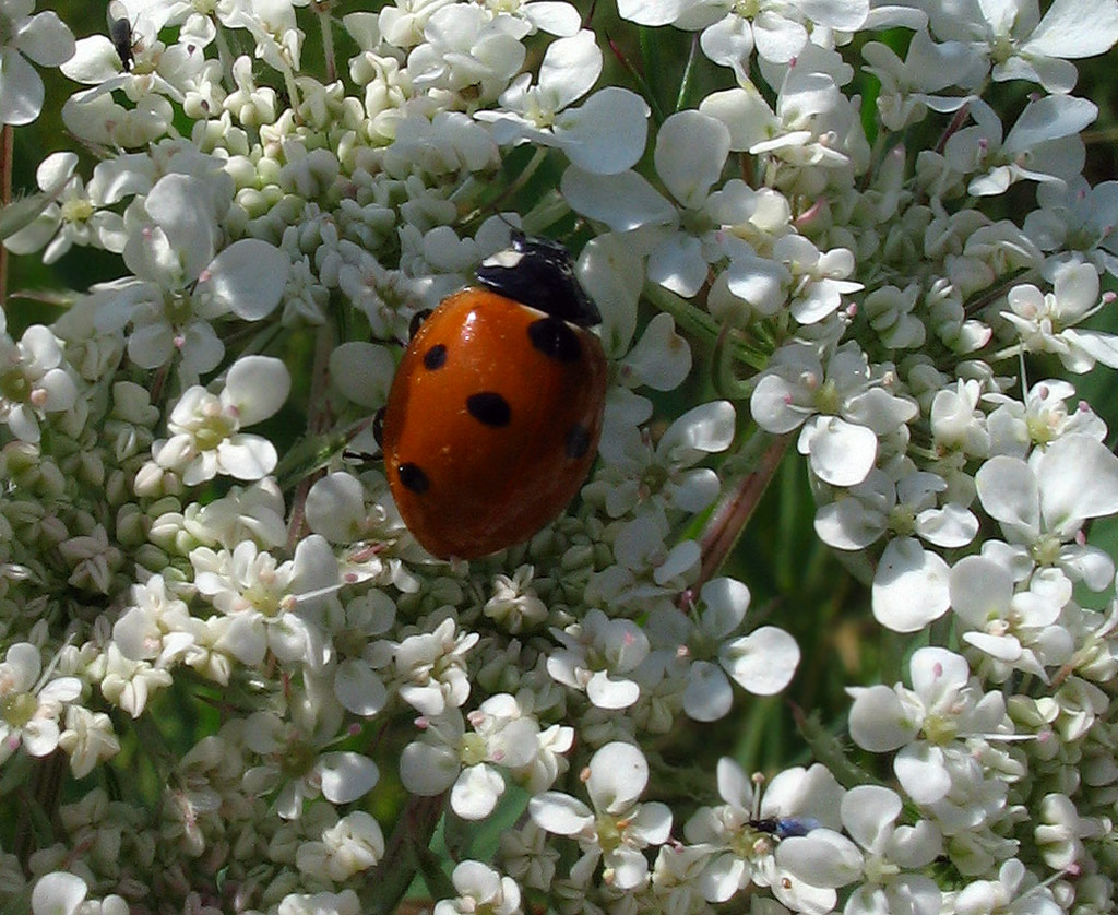 Coccinella septempunctata
