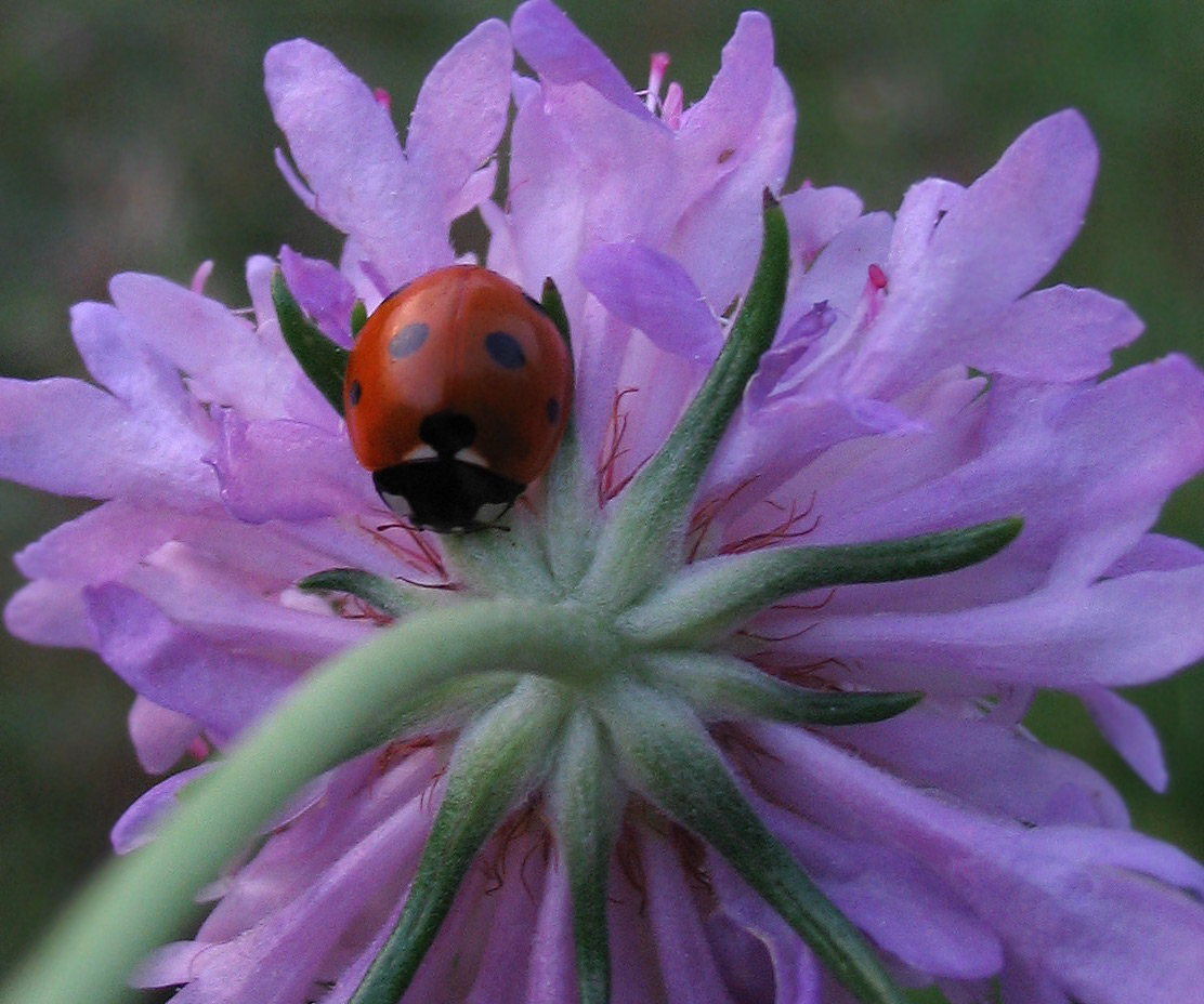 Coccinella septempunctata