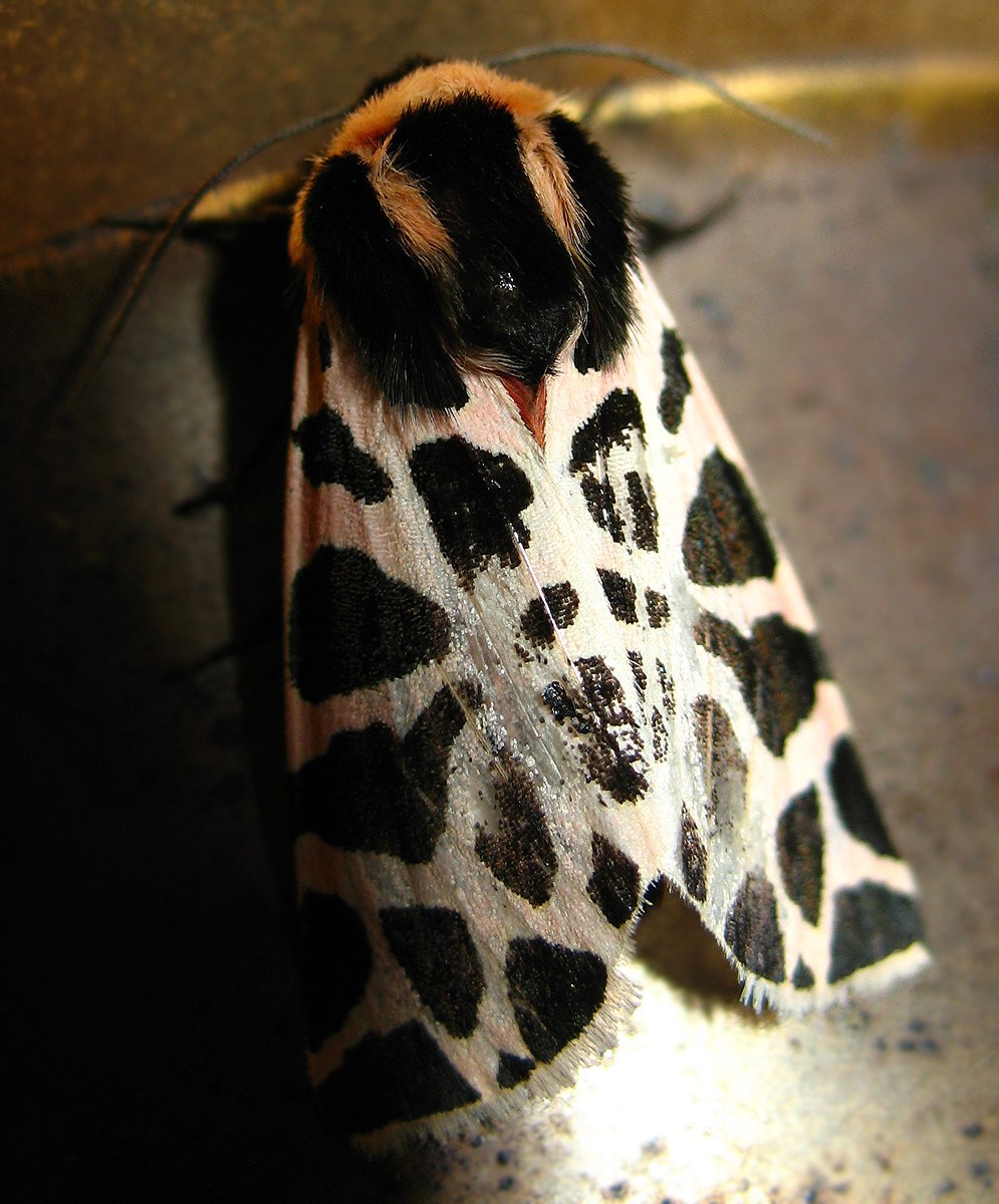 Cymbalophora pudica (Erebidae Arctiinae)