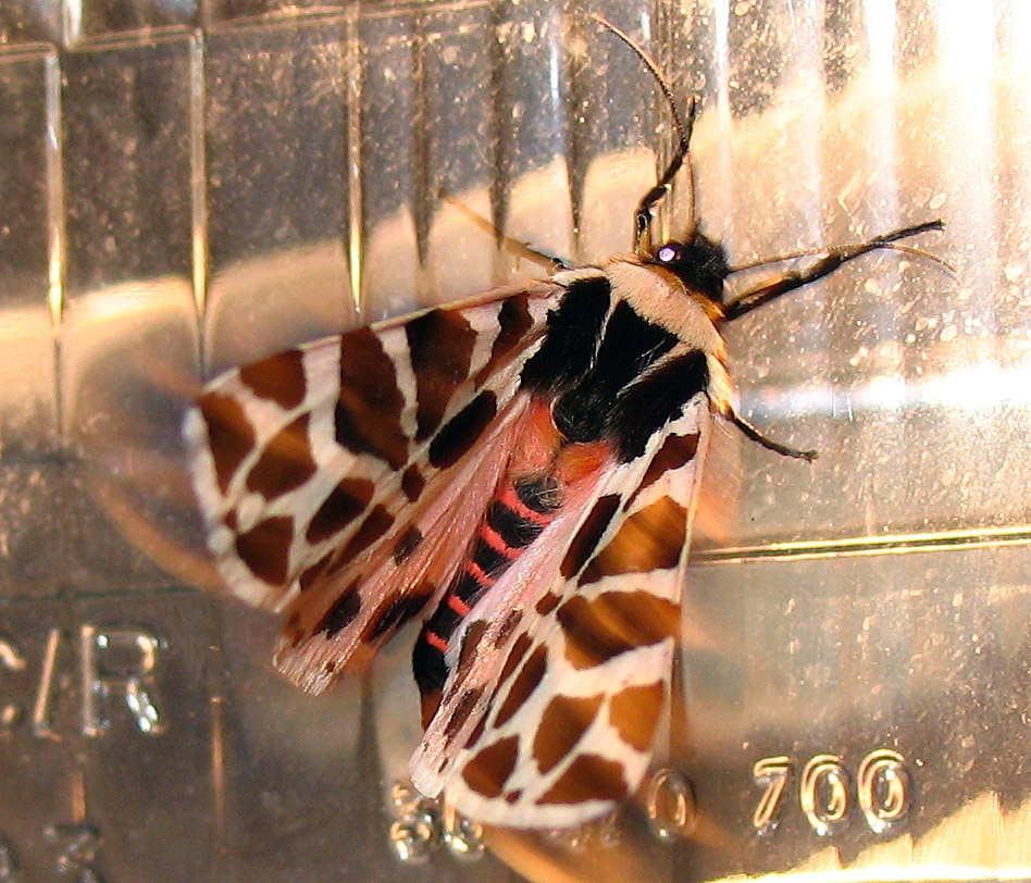 Cymbalophora pudica (Erebidae Arctiinae)