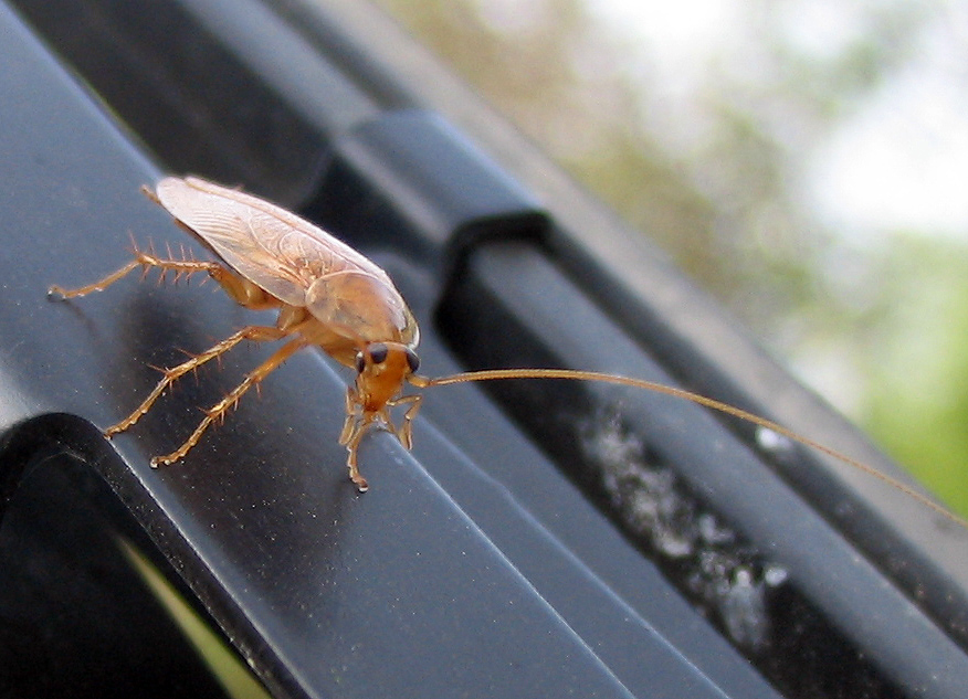 Blattellidae:Ectobius pallidus (lividus)???
