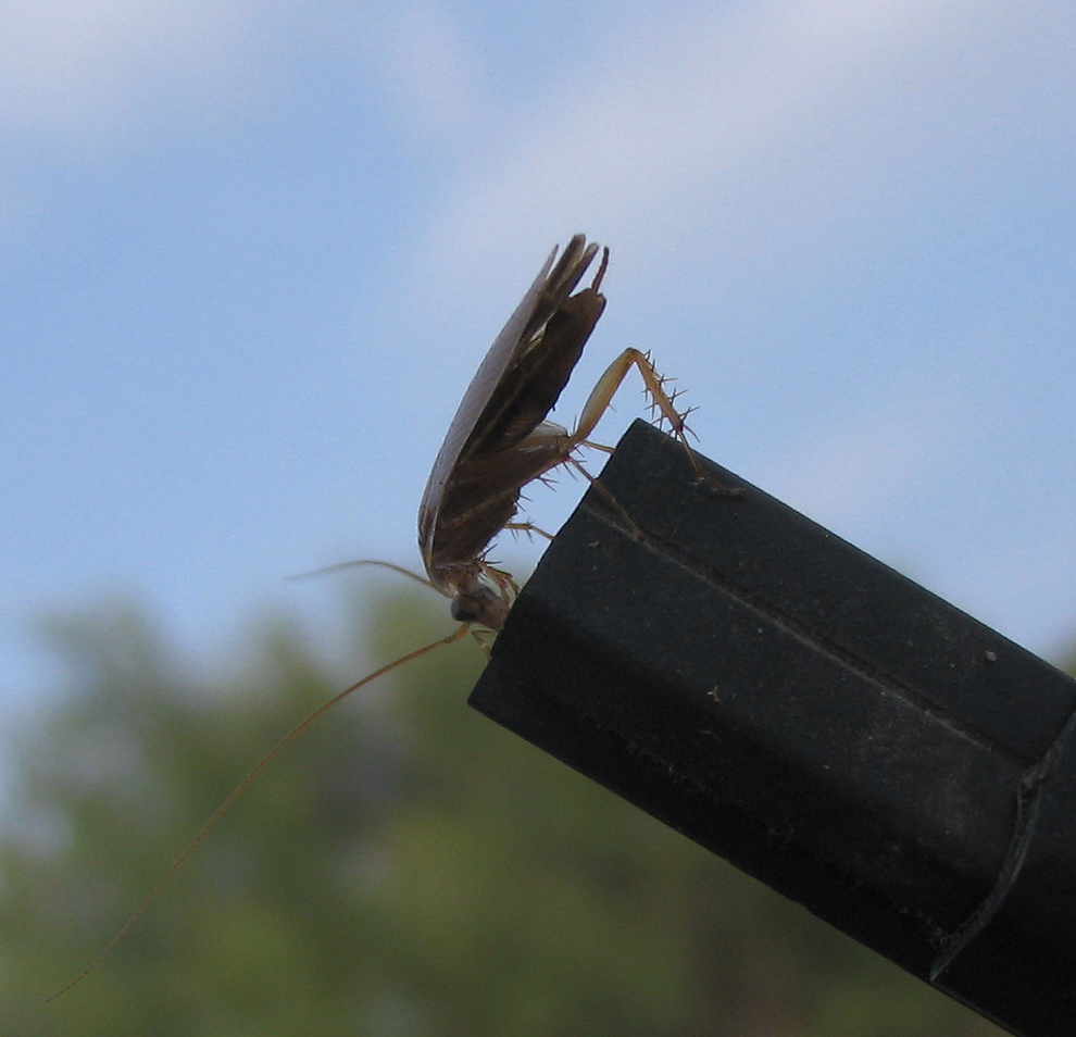 Blattellidae:Ectobius pallidus (lividus)???