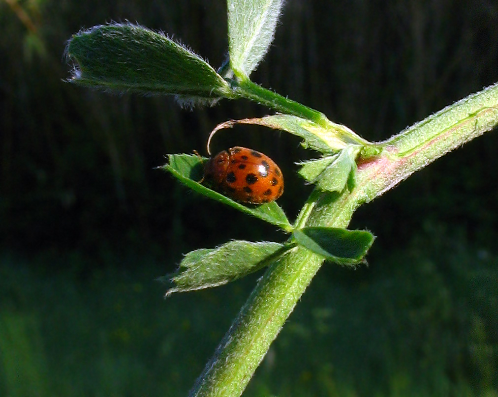 Epilachna crysomelina?