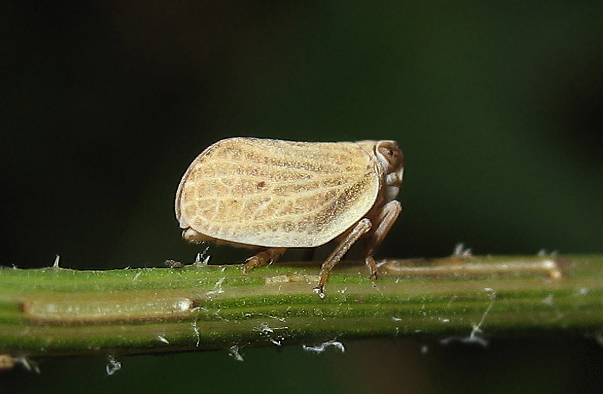 Hysteropterum sp.