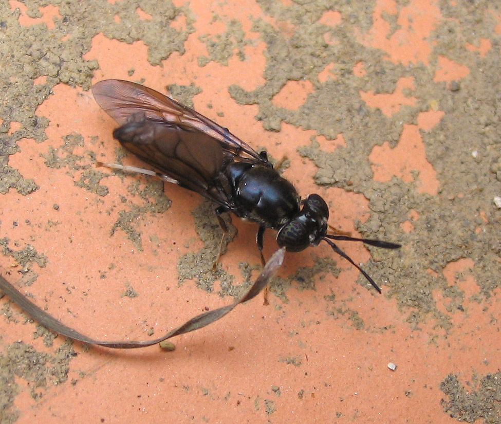 Hermetia illucens
