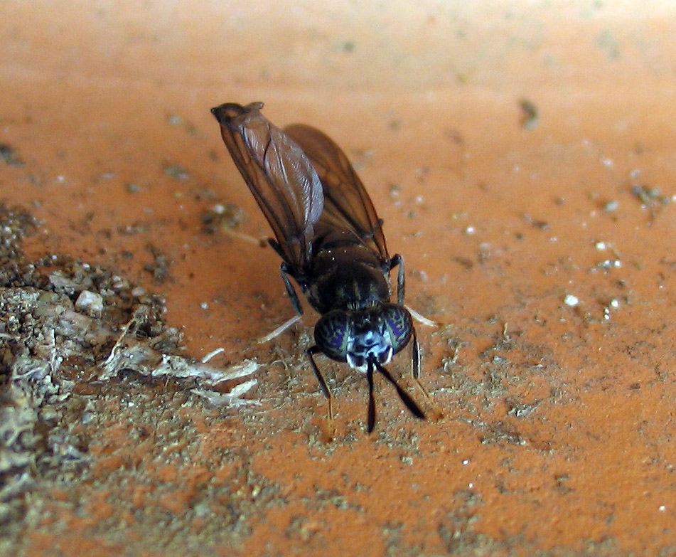 Hermetia illucens