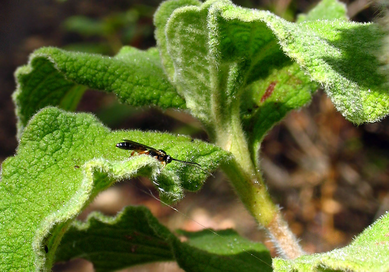 Ichneumonidae?