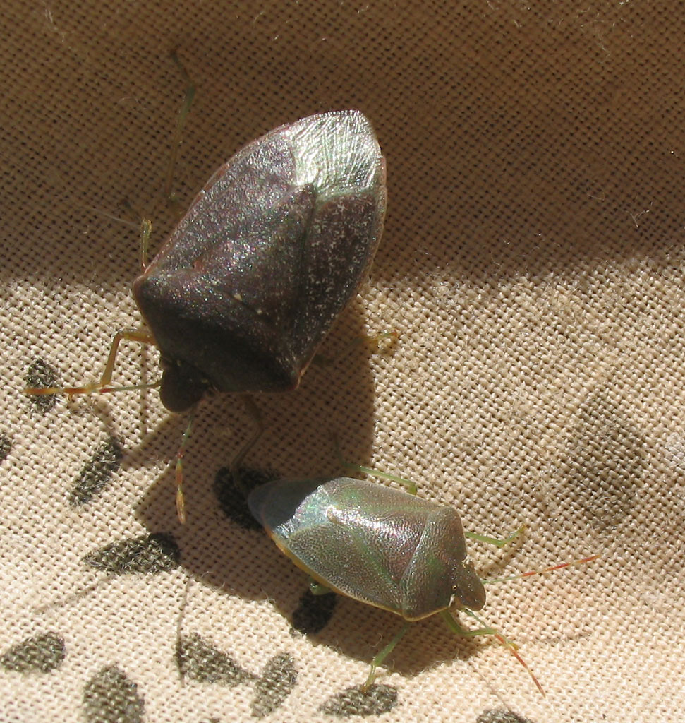 Pentatomidae: Nezara e Acrosternum