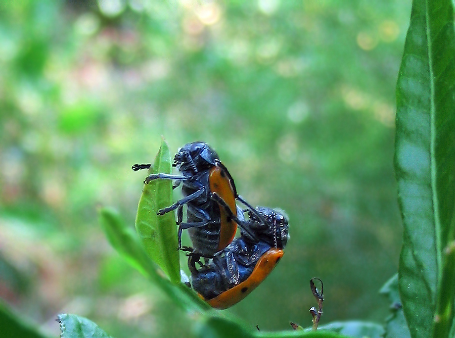 Lachnaia sexpunctata??