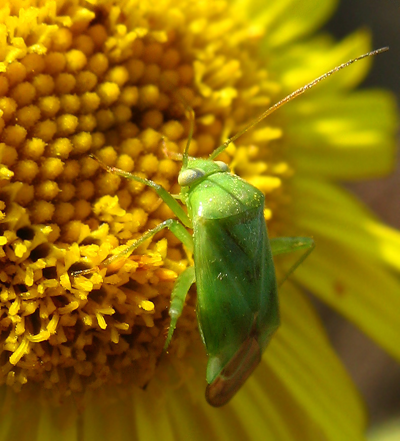 Miridae: Lygocoris (Apolygus) spinolae?