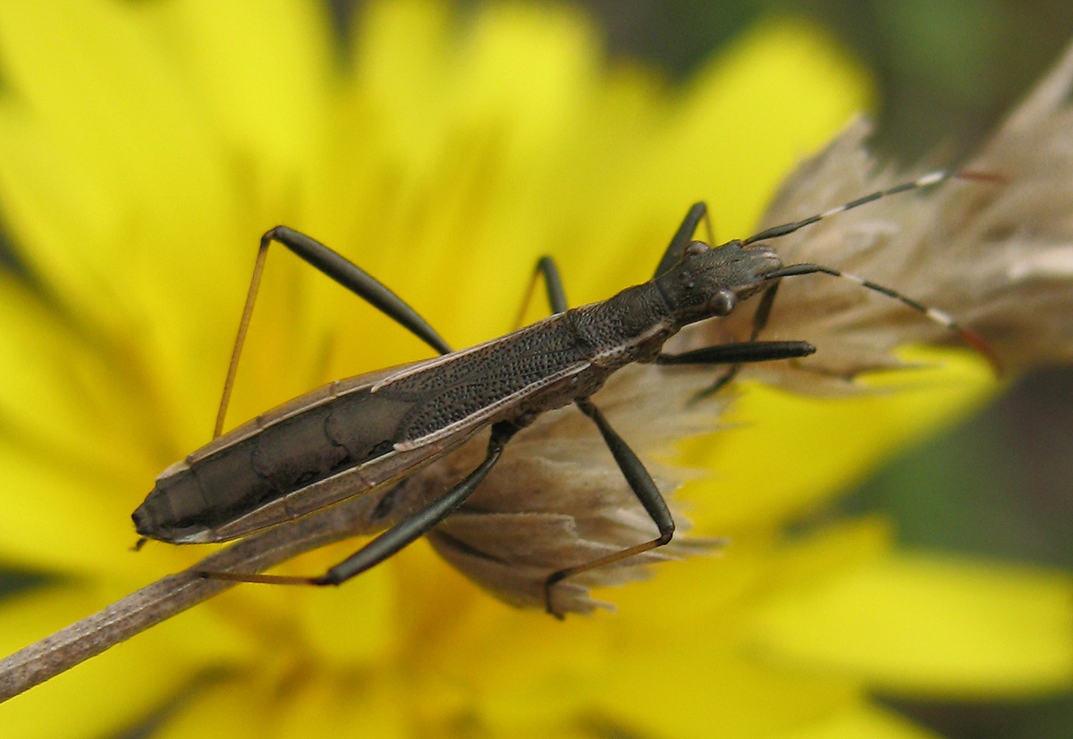 Micrelytra fossularum