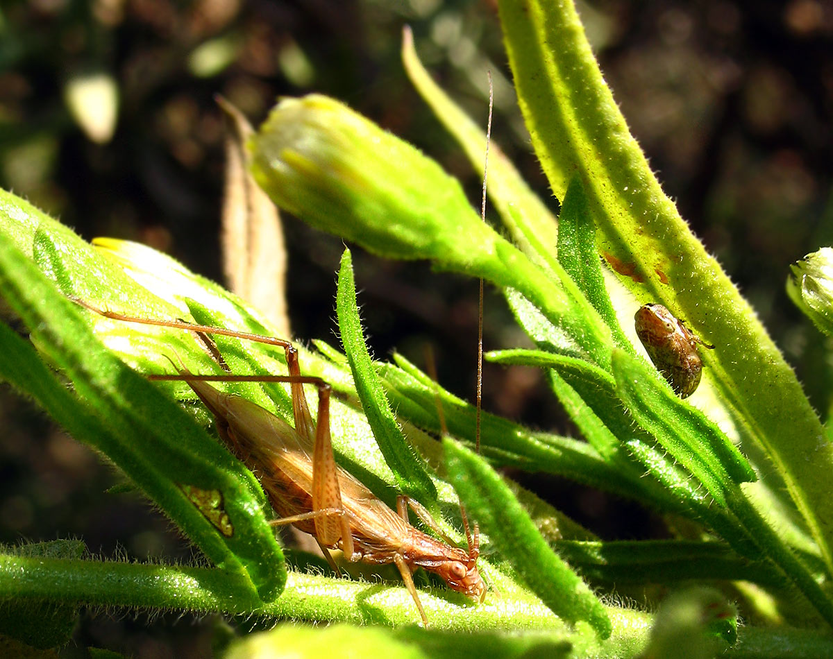 Oecanthus pellucens