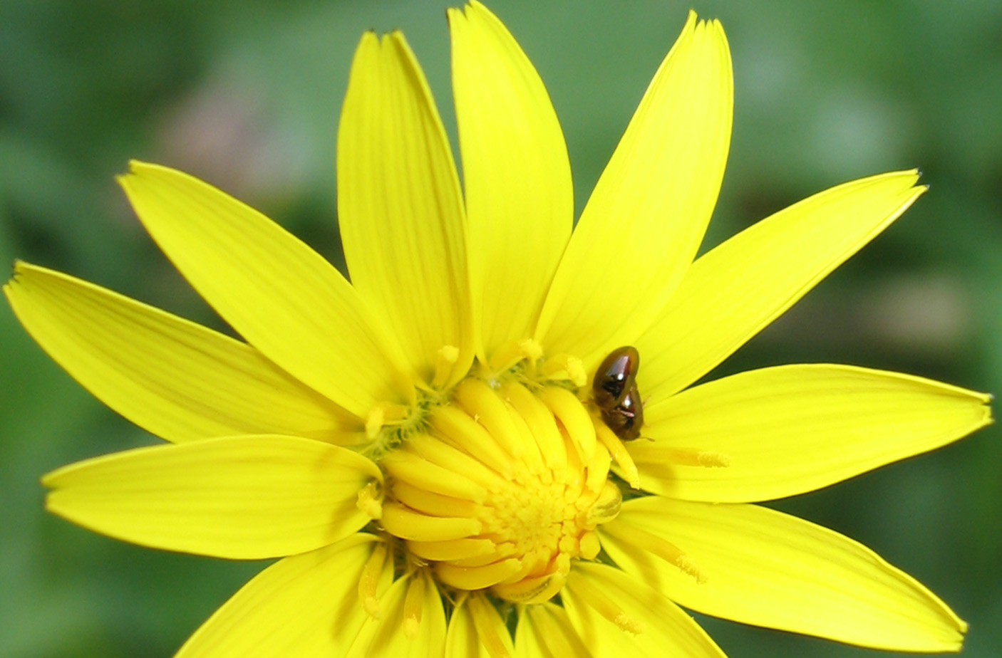 Stilbus sp. (Phalacridae)