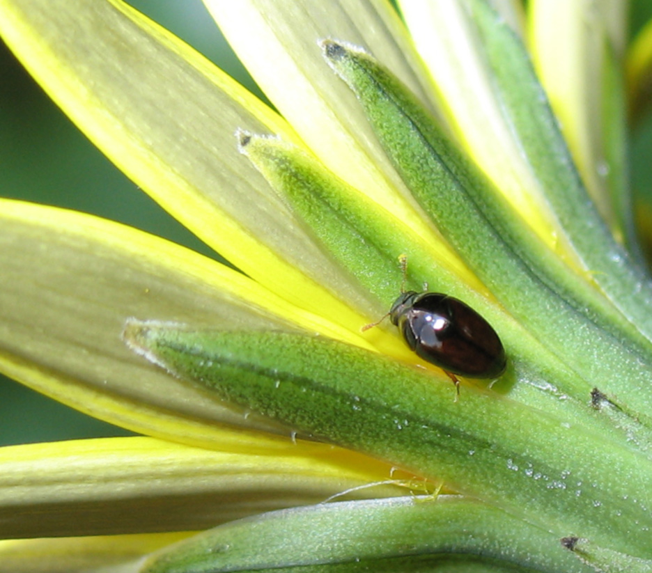 Stilbus sp. (Phalacridae)