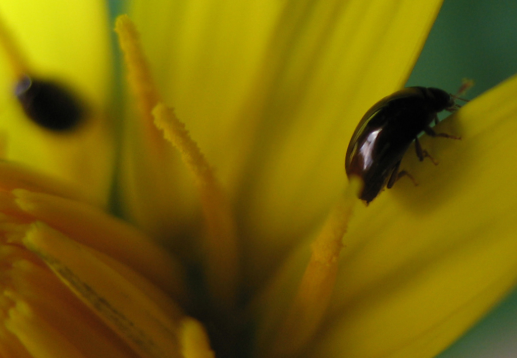 Stilbus sp. (Phalacridae)