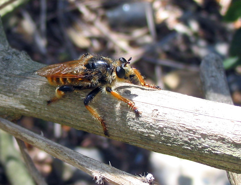 Pogonosoma maroccanum