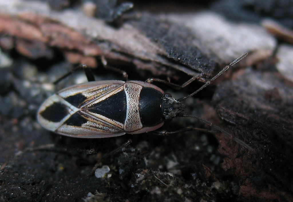 Xanthochilus saturnius