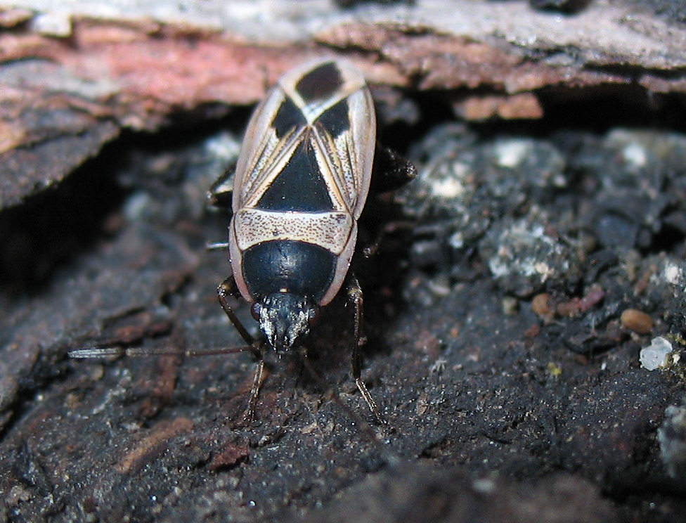 Xanthochilus saturnius
