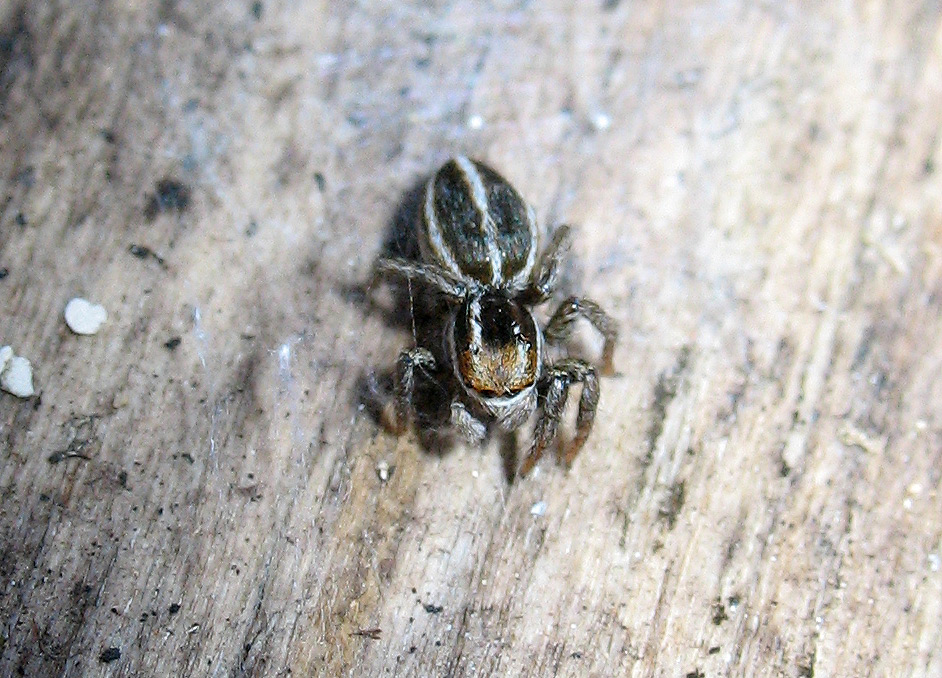 Salticidae: Phlegra sp?