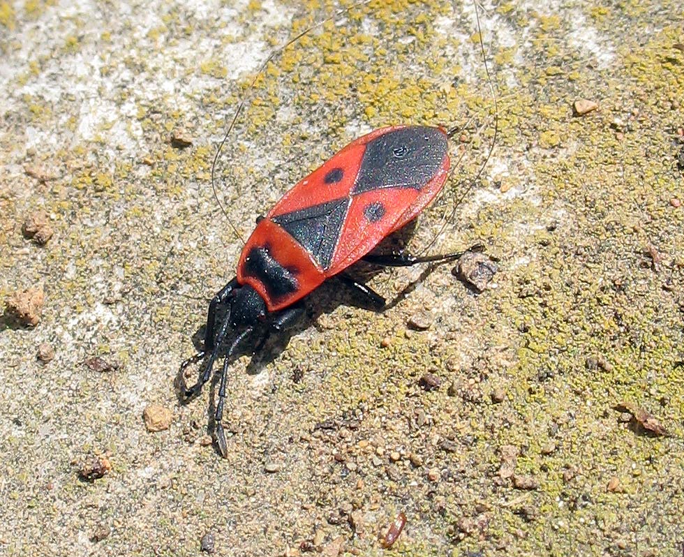 Uno Scantius aegyptius ammaccato