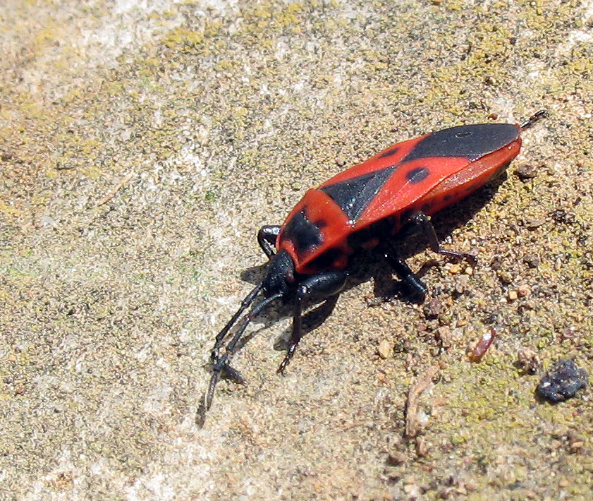 Uno Scantius aegyptius ammaccato