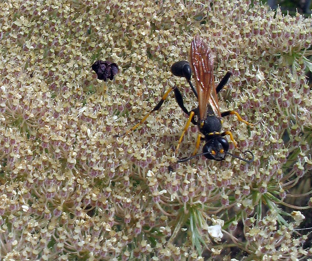 Sceliphron caementarium (Hymenoptera, Sphecidae)