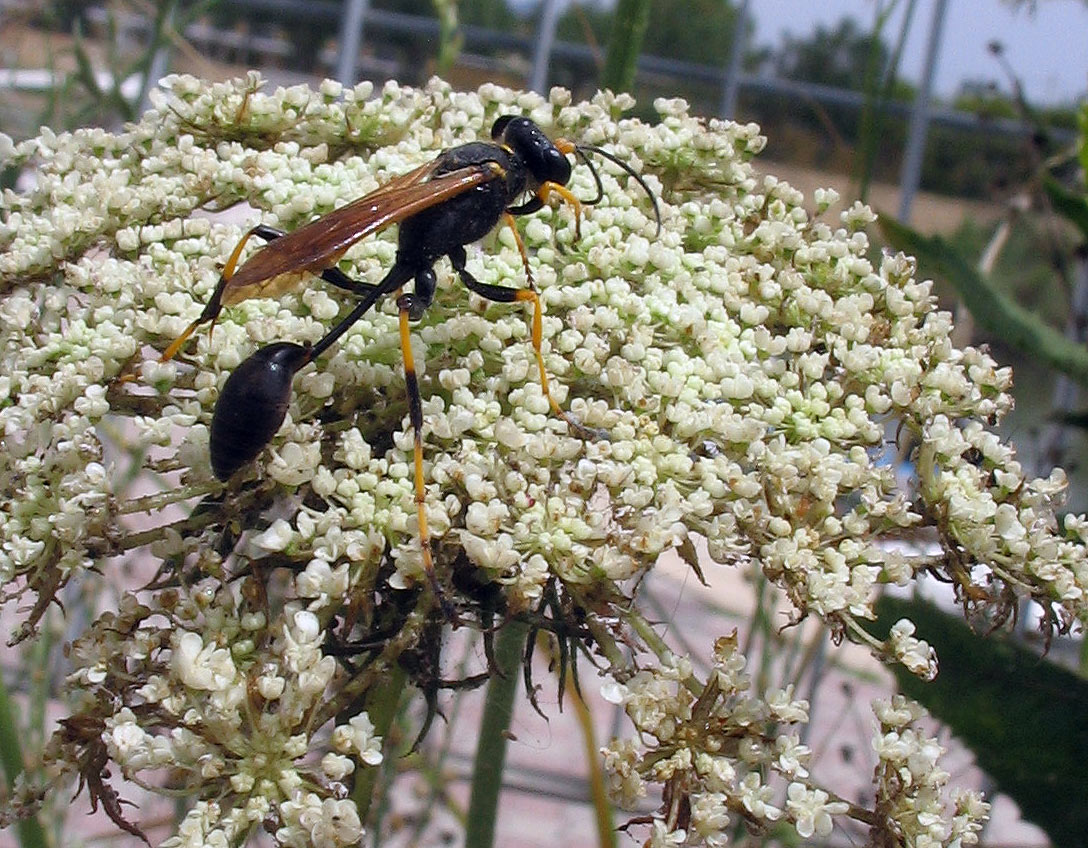 Sceliphron caementarium (Hymenoptera, Sphecidae)