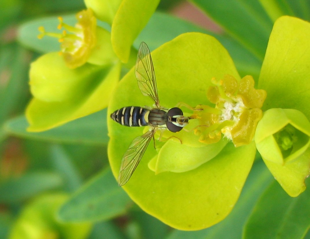 Syrphidae: Sphaerophoria sp?