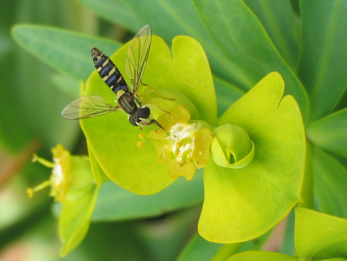 Syrphidae: Sphaerophoria sp?