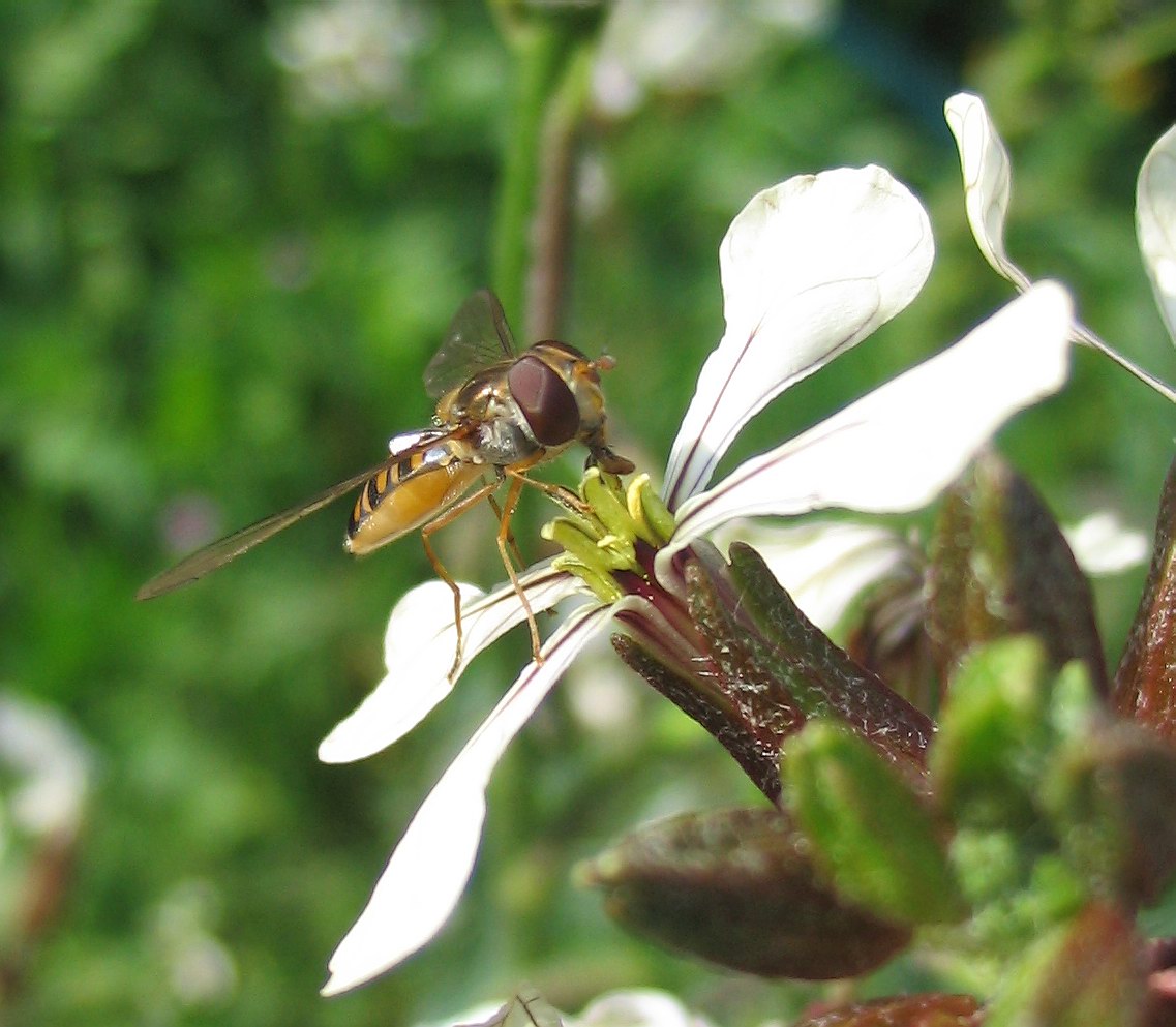 Syrphidae: Sphaerophoria sp?