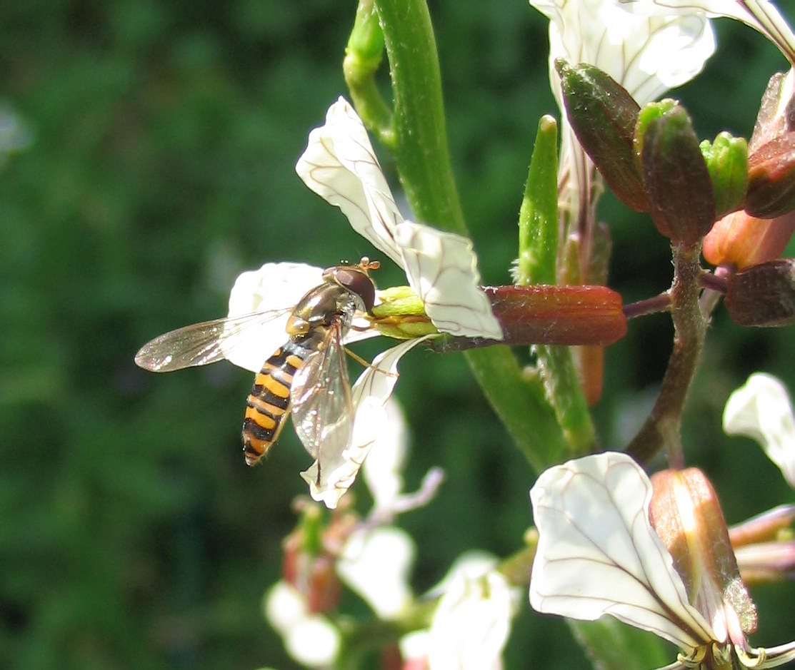 Syrphidae: Sphaerophoria sp?