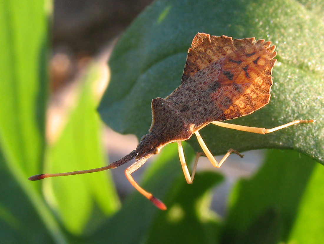 Un nuovo Coreidae per me: Syromastus rhombeus