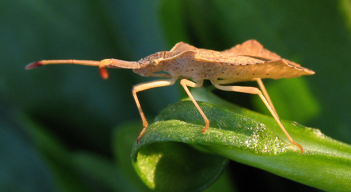 Un nuovo Coreidae per me: Syromastus rhombeus