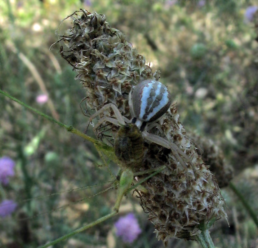 Runcinia grammica