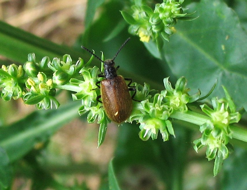 Coleoptera: Lagria hirta dell''Elba