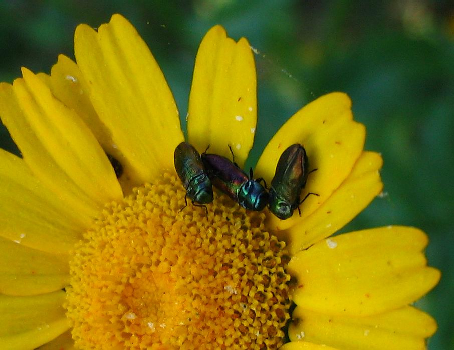 Carrellata di Anthaxia, Agrilus e Acmaeoderella