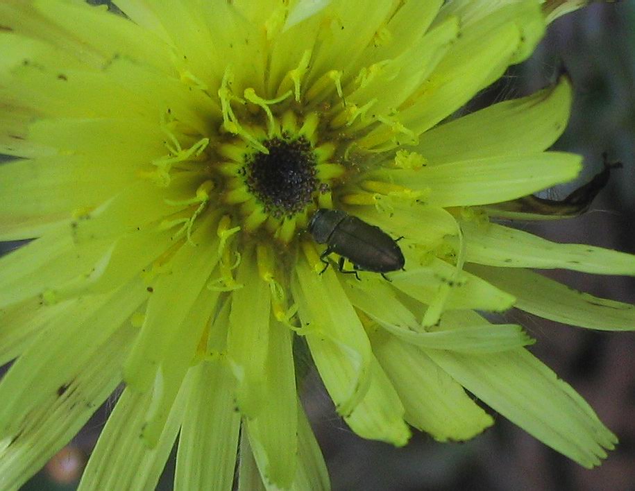 Carrellata di Anthaxia, Agrilus e Acmaeoderella