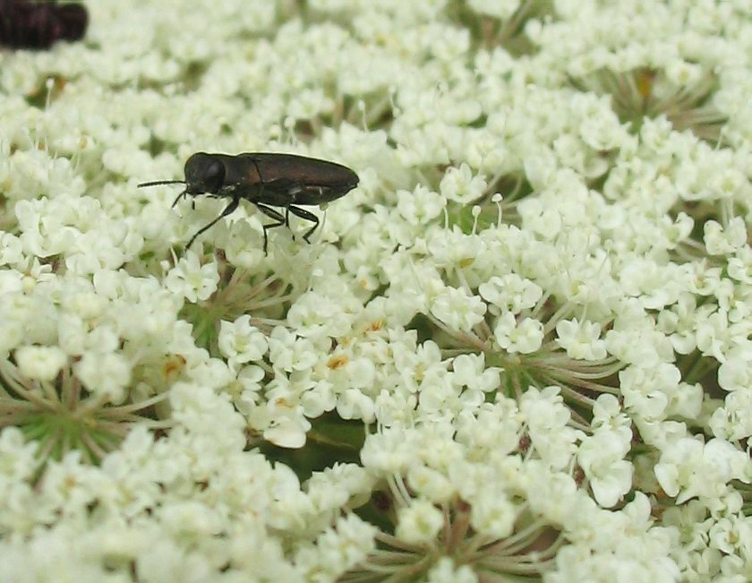 Carrellata di Anthaxia, Agrilus e Acmaeoderella