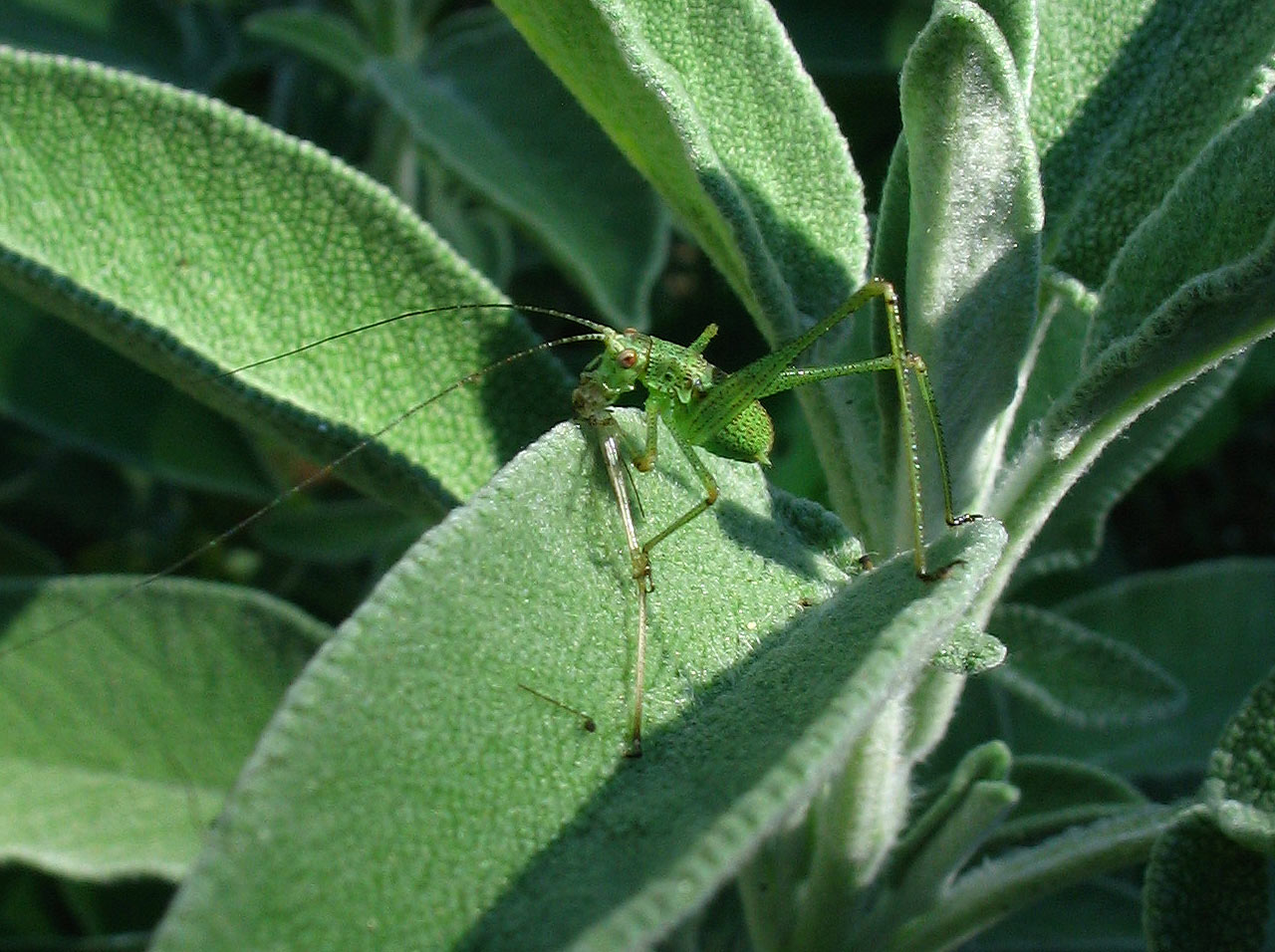 Carrellata di mini-Ortotteri